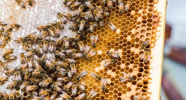 LIA kopā ar sadarbības partneriem testē unikālu autonomās biškopības risinājumu